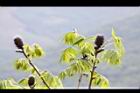 化香樹-果02.JPG