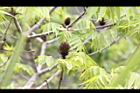 化香樹-果04.JPG