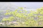 化香樹01.JPG