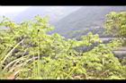 化香樹07.JPG