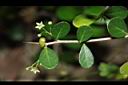 北仲-花02.JPG