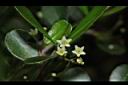 北仲-花04.JPG