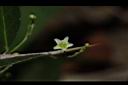 北仲-花15.JPG