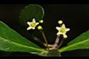 北仲-花30.JPG
