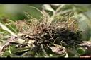 匙葉鼠麴草-根.jpg