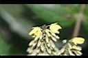 十大功勞-花0.JPG