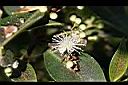 十字木-花.jpg