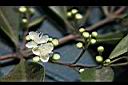 十字木-花0.jpg