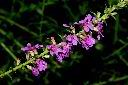 千屈菜-花序04.JPG