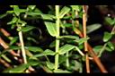 千屈菜-葉序03.JPG