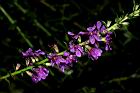 千屈菜-花序01.JPG