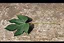千年桐-葉09.jpg