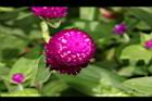 千日紅-花03.JPG