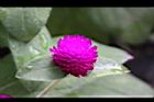 千日紅-花11.jpg