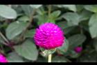 千日紅-花14.jpg