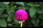 千日紅-花15.jpg
