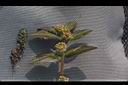 大小飛揚草01.JPG