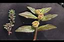 大小飛揚草04.JPG