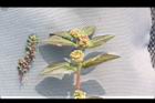 大小飛揚草02.JPG