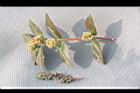 大小飛揚草03.JPG