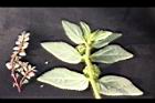 大小飛揚草07.JPG