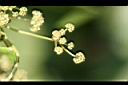 千金藤-花00.jpg