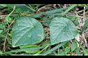 千金藤-葉04.jpg