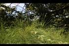 千頭木麻黃-葉枝01.JPG