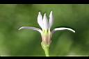 半邊蓮-花05.jpg