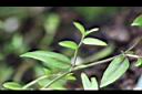 半邊蓮-葉3.jpg