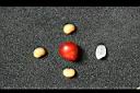 南五味-實-種子01.jpg