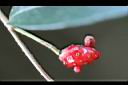 南五味子-花托06.jpg