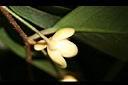 南五味子-雌花05.jpg