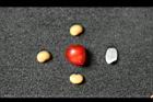 南五味-實-種子00.jpg