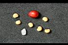 南五味-實-種子04.jpg