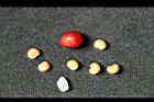 南五味-實-種子05.jpg