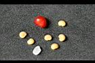 南五味-實-種子08.jpg