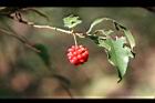 南五味-紅實01.jpg