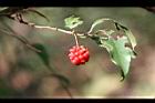 南五味-紅實02.jpg