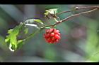 南五味-紅實03.jpg