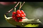 南五味-紅實05.jpg