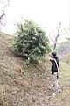 南五味子-植株00.jpg