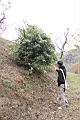 南五味子-植株01.jpg