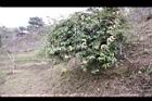 南五味子-植株02.jpg