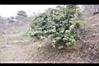 南五味子-植株03.jpg