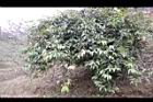 南五味子-植株04.jpg