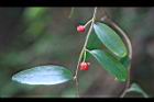 南五味子-花托03.jpg