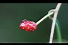 南五味子-花托09.jpg