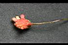 南五味子-花托11.jpg