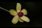 南五味子-雄花05.JPG